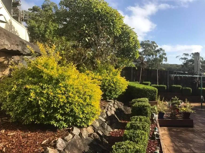 Pruned shrubs and small trees above a mulched rockery garden bed