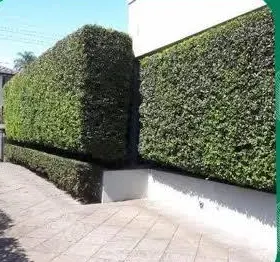 The same hedge trimmed flat and square after Mark's visit