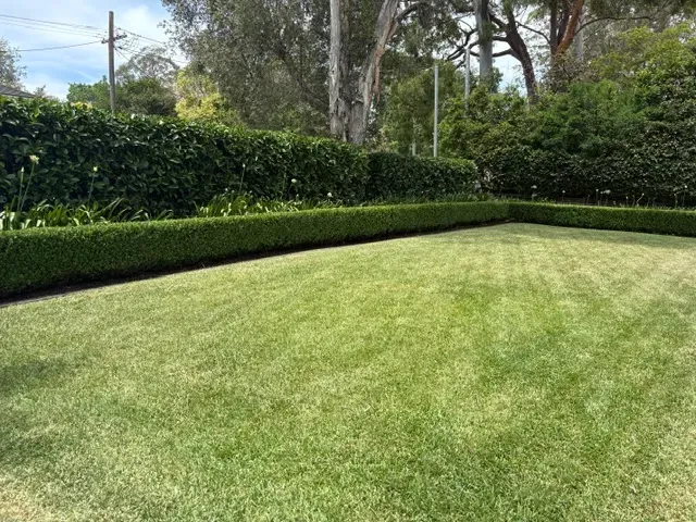 Low hedge trimmed flat along the edge of a mowed lawn