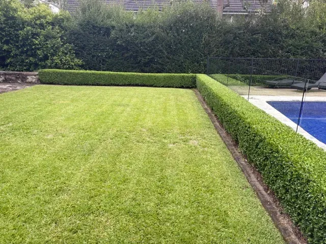 Back lawn freshly mowed with a low hedge clipped square along a pool fence on the Upper North Shore
