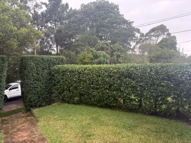 Tall hedge trimmed flat and square beside a brick driveway in Turramurra
